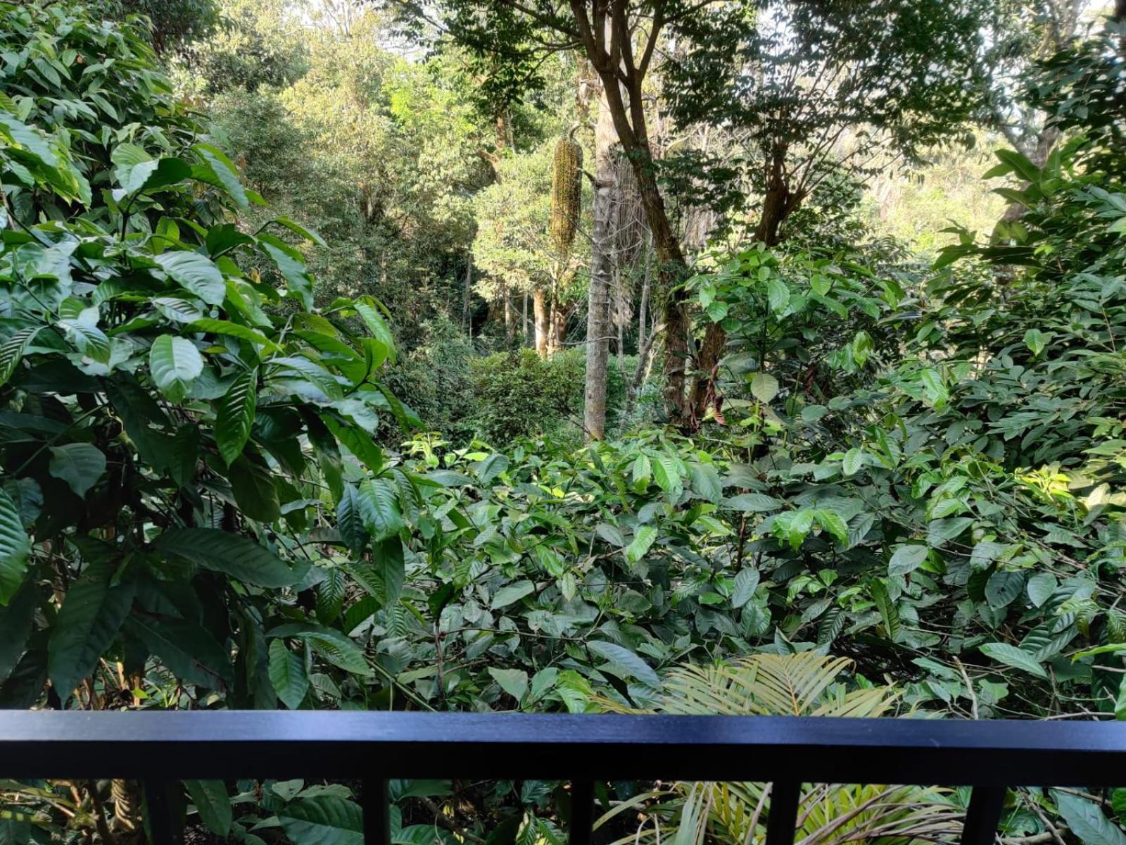 Hotel Misty Rain Estate à Madikeri Extérieur photo