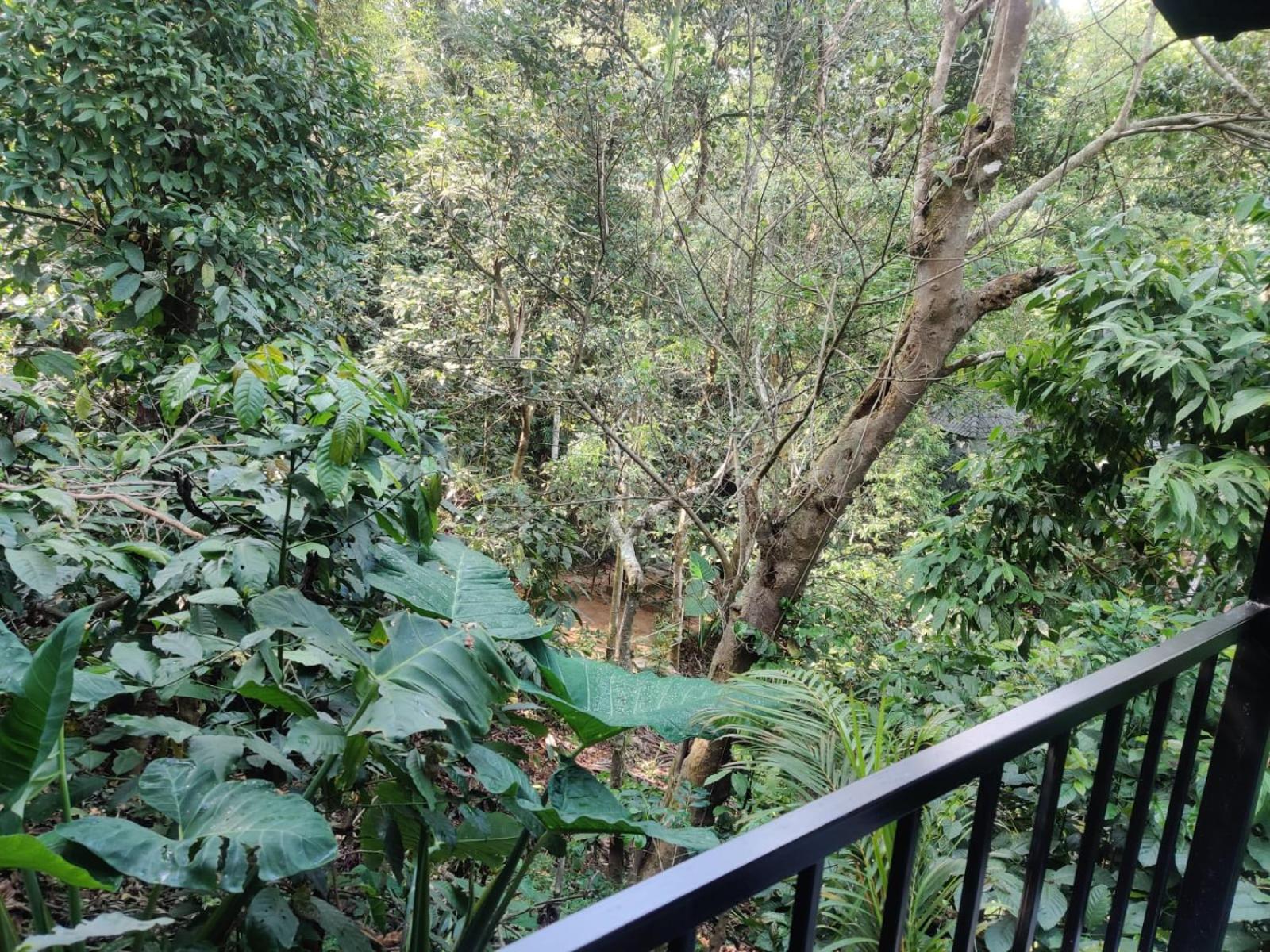 Hotel Misty Rain Estate à Madikeri Extérieur photo